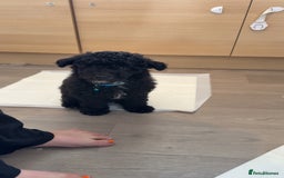 Labradoodle dogs for sale: Ralphie stunning mini/ toy labradoodle - Image 4