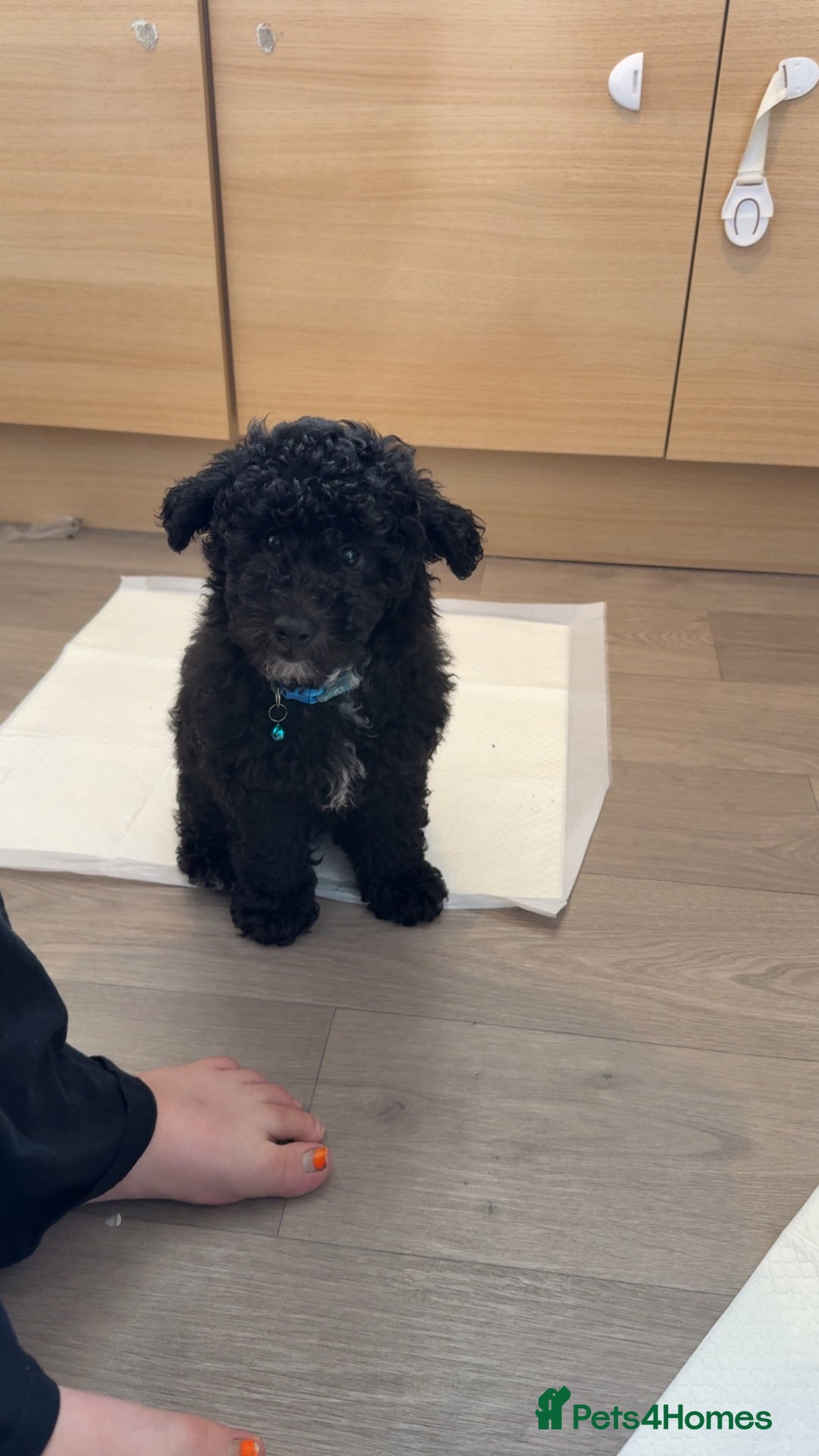 Labradoodle dogs for sale: Ralphie stunning mini/ toy labradoodle - Image 4