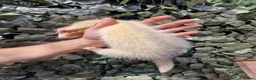 Ferret rodents for sale: Last 2 Longer haired Jills in Bracknell - Advert 3