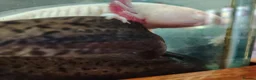 Axolotl reptiles for sale: Axolotl ready now - Advert 4