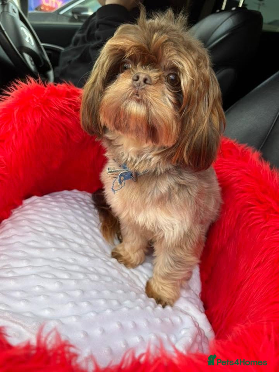 Cava Tzu dogs for sale: ** READY NOW **  CAVATZU CAVASHI BOYS  - Advert 9