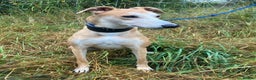Lurcher dogs for adoption: BAILEY, male lurcher in rescue in Halifax - Advert 2