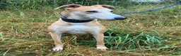 Lurcher dogs for adoption: BAILEY, male lurcher in rescue in Halifax - Advert 2