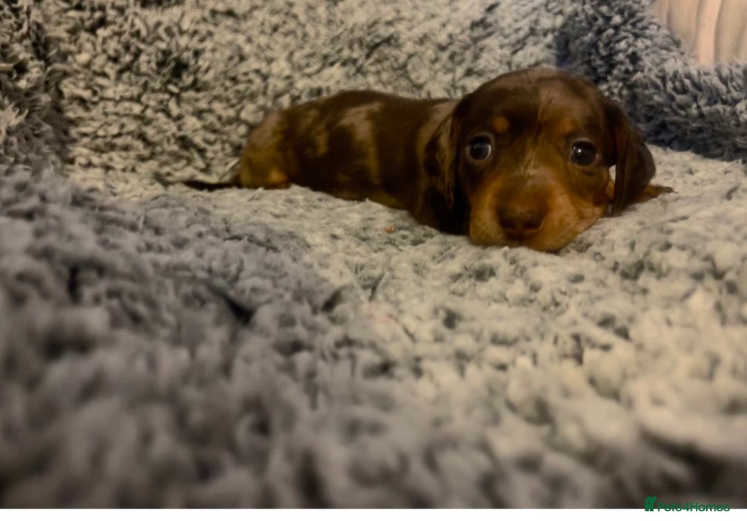 Miniature Dachshund dogs for sale: Beautiful Miniature dachshunds🐶🤎 - Advert 19