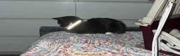 Mixed Breed cats for sale: Lovely male 4 month kitten  - Advert 1
