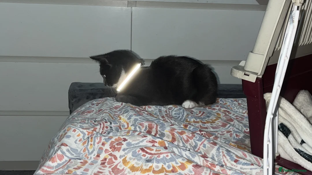 Mixed Breed cats for sale: Lovely male 4 month kitten  - Advert 1