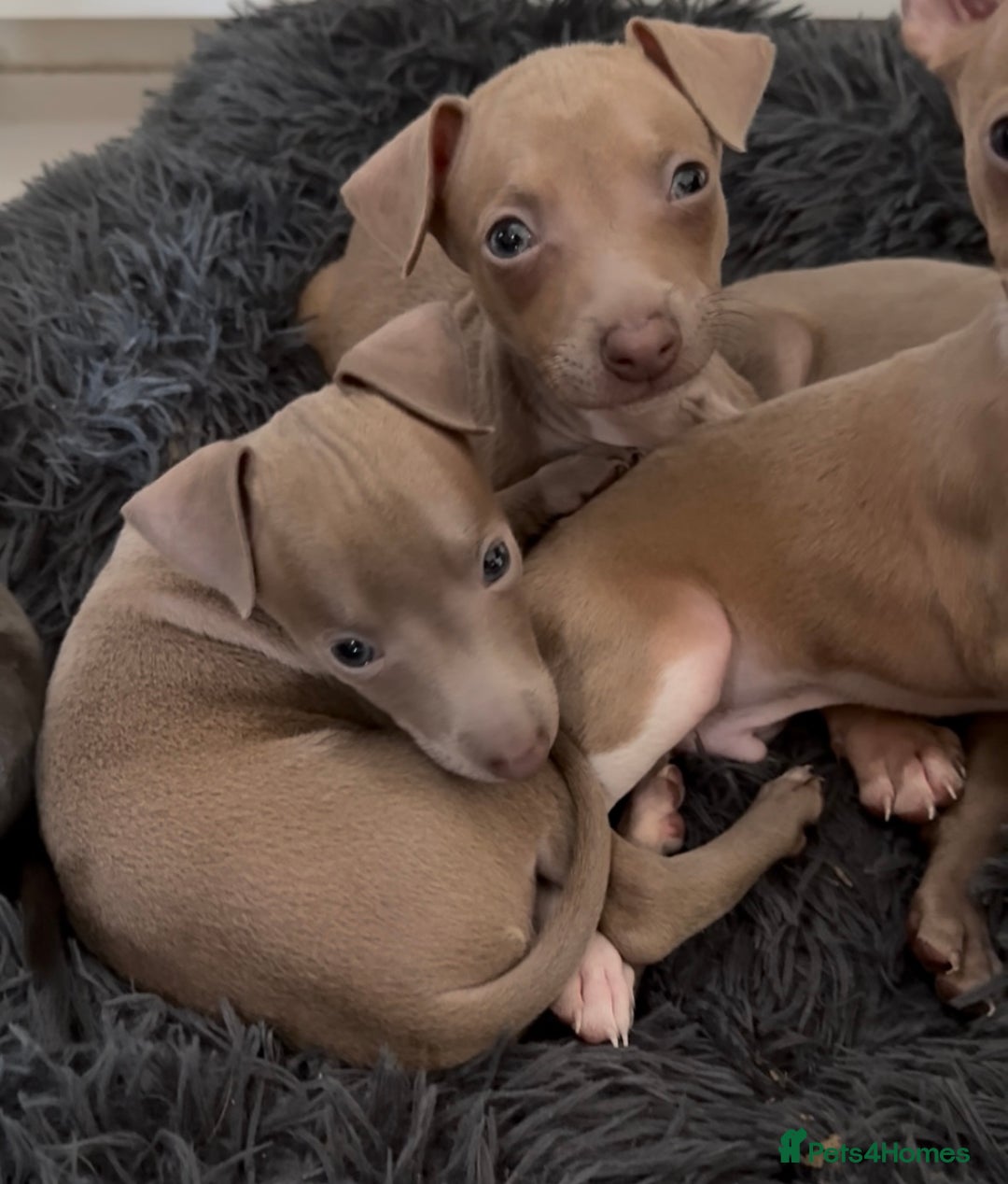 Italian Greyhound dogs for sale: KC registered Italian Greyhounds  - Image 5