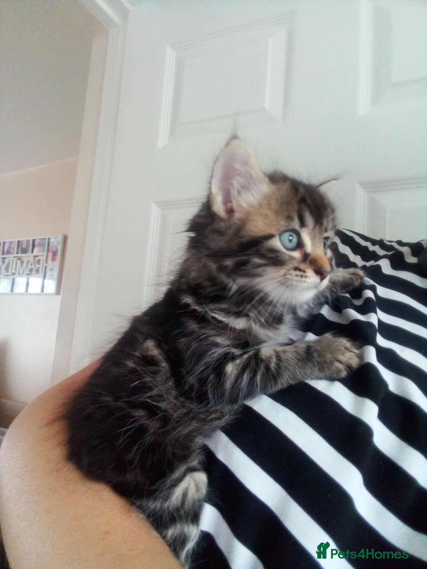 Mixed Breed cats 5 Fluffy Ragdoll x Tabby kittens  - Advert 17