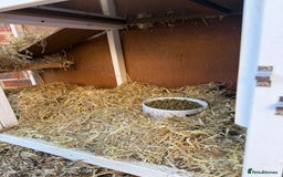 English rabbits for sale: 2 x Rabbits - Advert 12