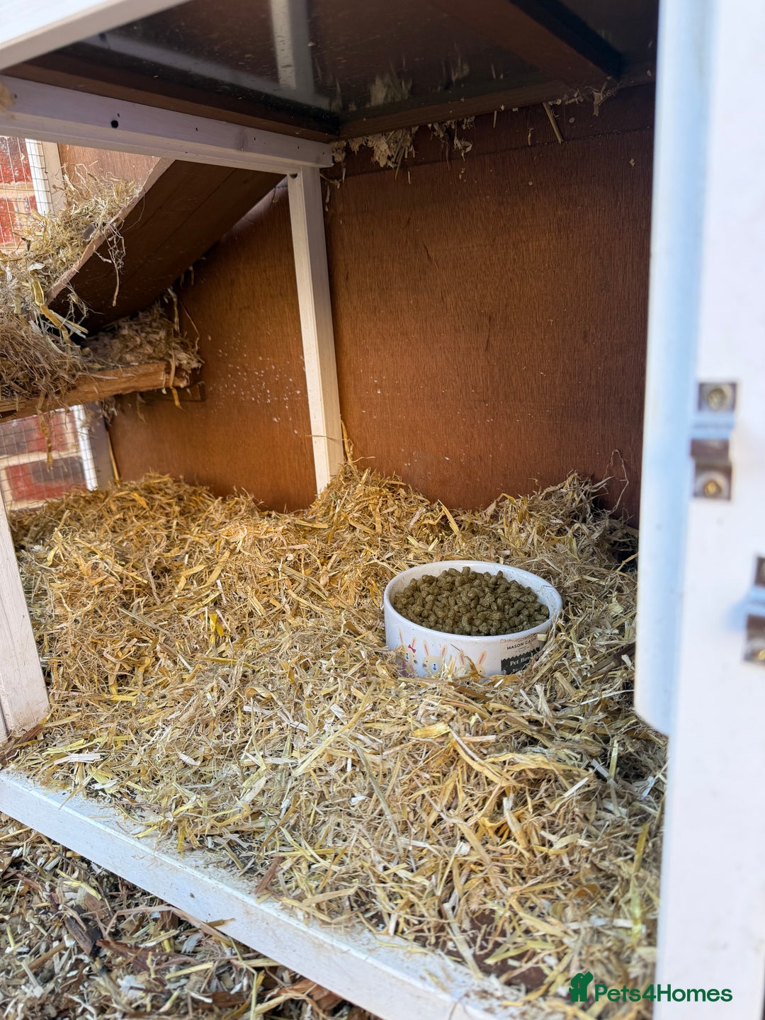 English rabbits for sale: 2 x Rabbits - Advert 12