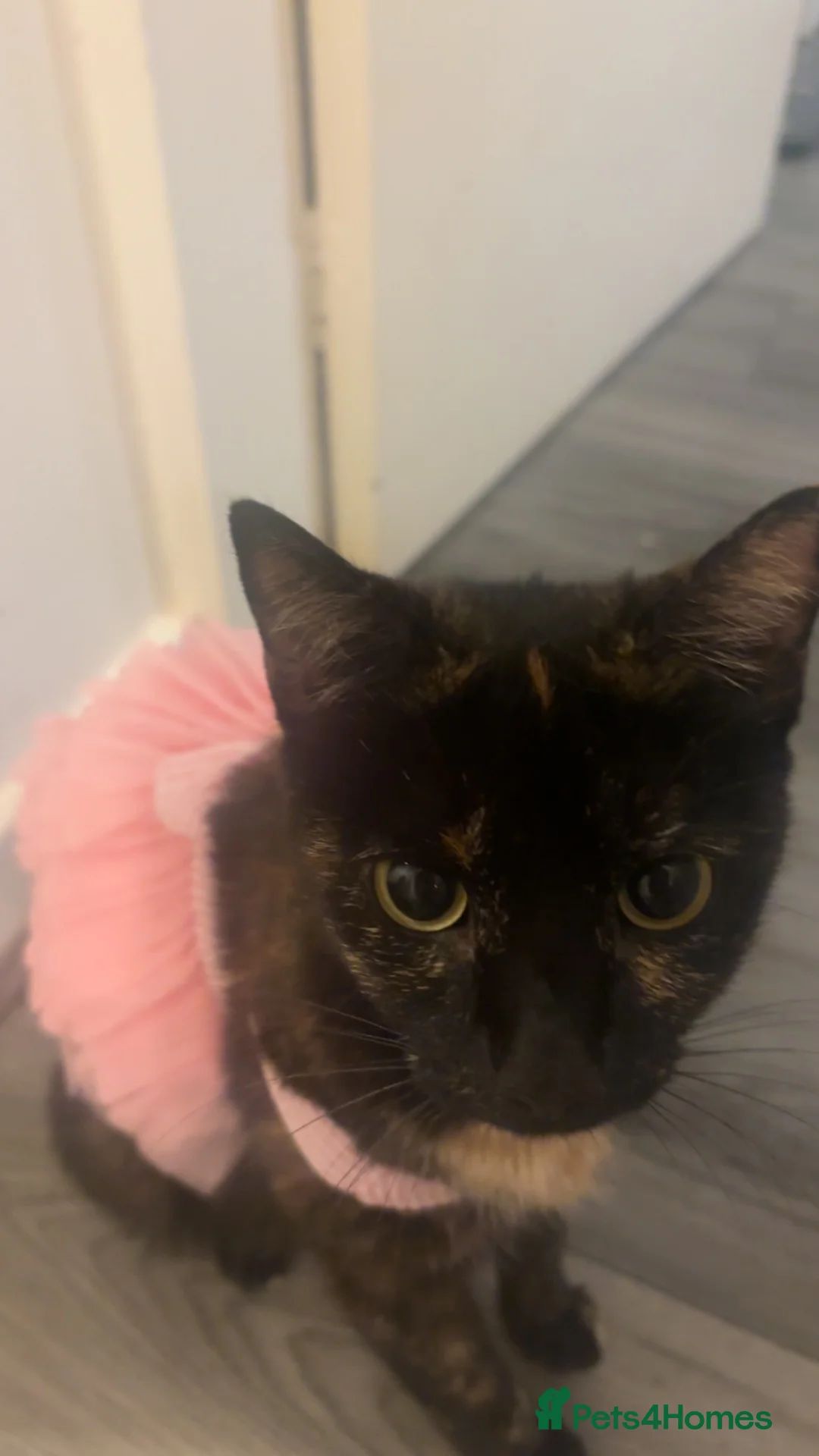 Domestic Shorthair cats for sale:  Meet Our 3 Adorable Ginger Boy Kittens 🧡 - Advert 2