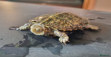Tortoise reptiles - Advert 9