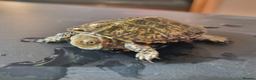 Tortoise reptiles for sale: Turtle for sale - Advert 2