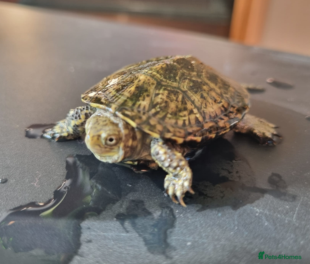 Tortoise reptiles for sale: Turtle for sale - Advert 2