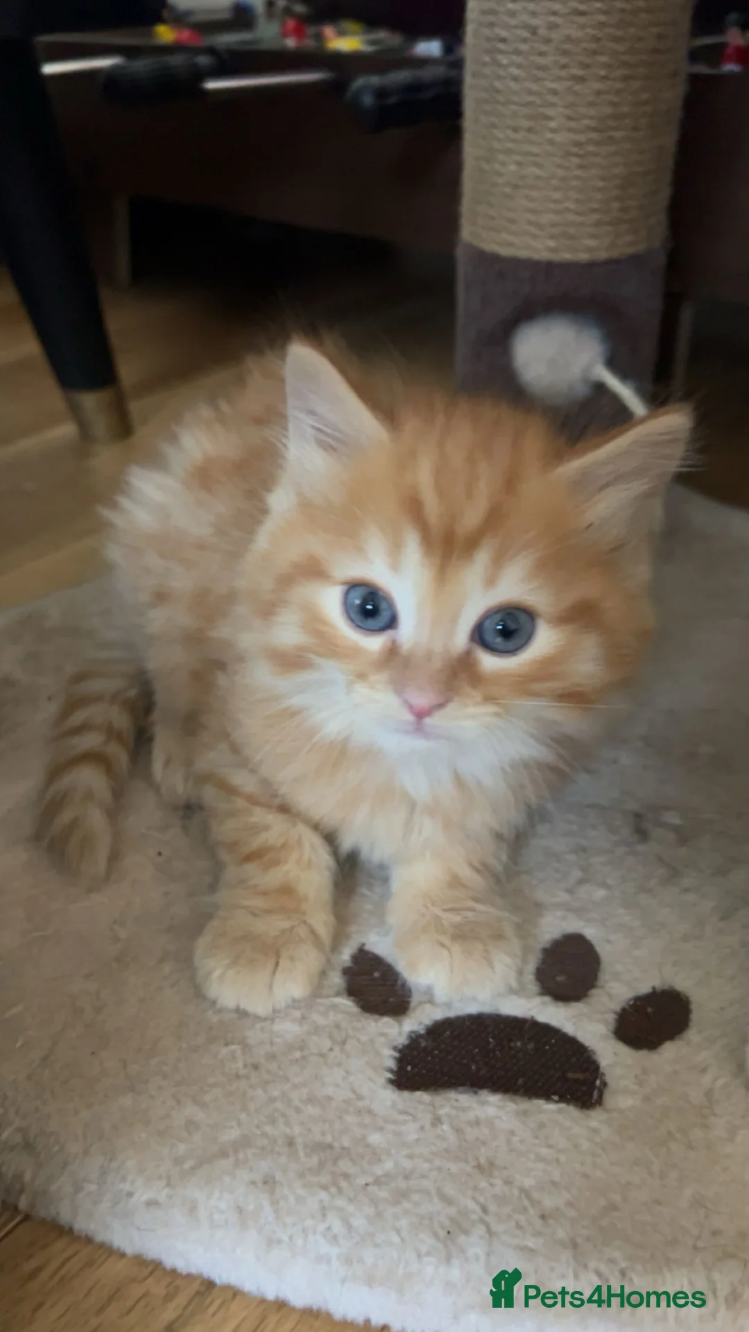 Mixed Breed cats for sale: Cute 3 kittens looking for a new home - Advert 9
