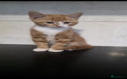 Maine Coon cats for sale: Kittens ready now - Image 2