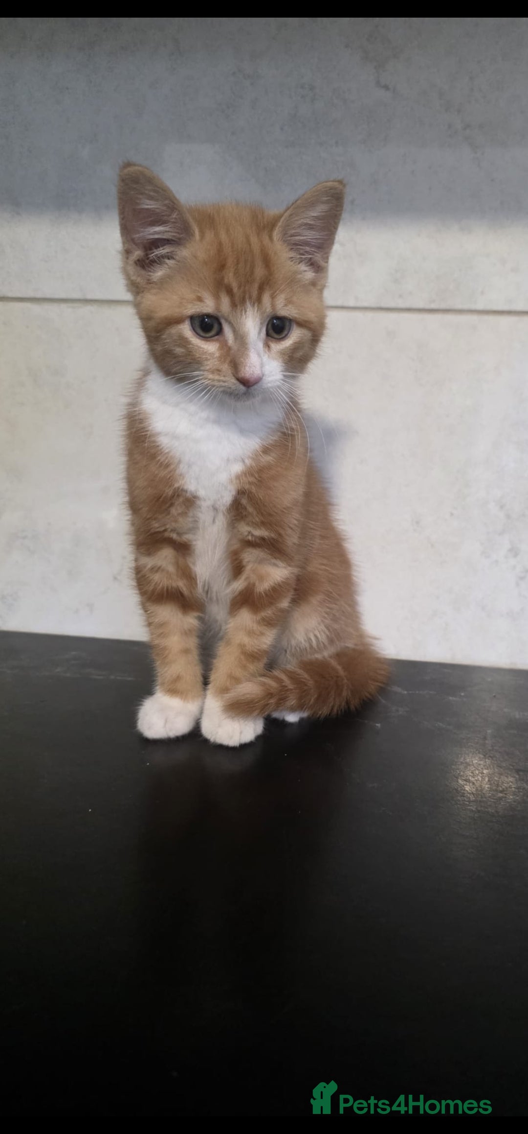 Maine Coon cats for sale: Kittens ready now - Image 2