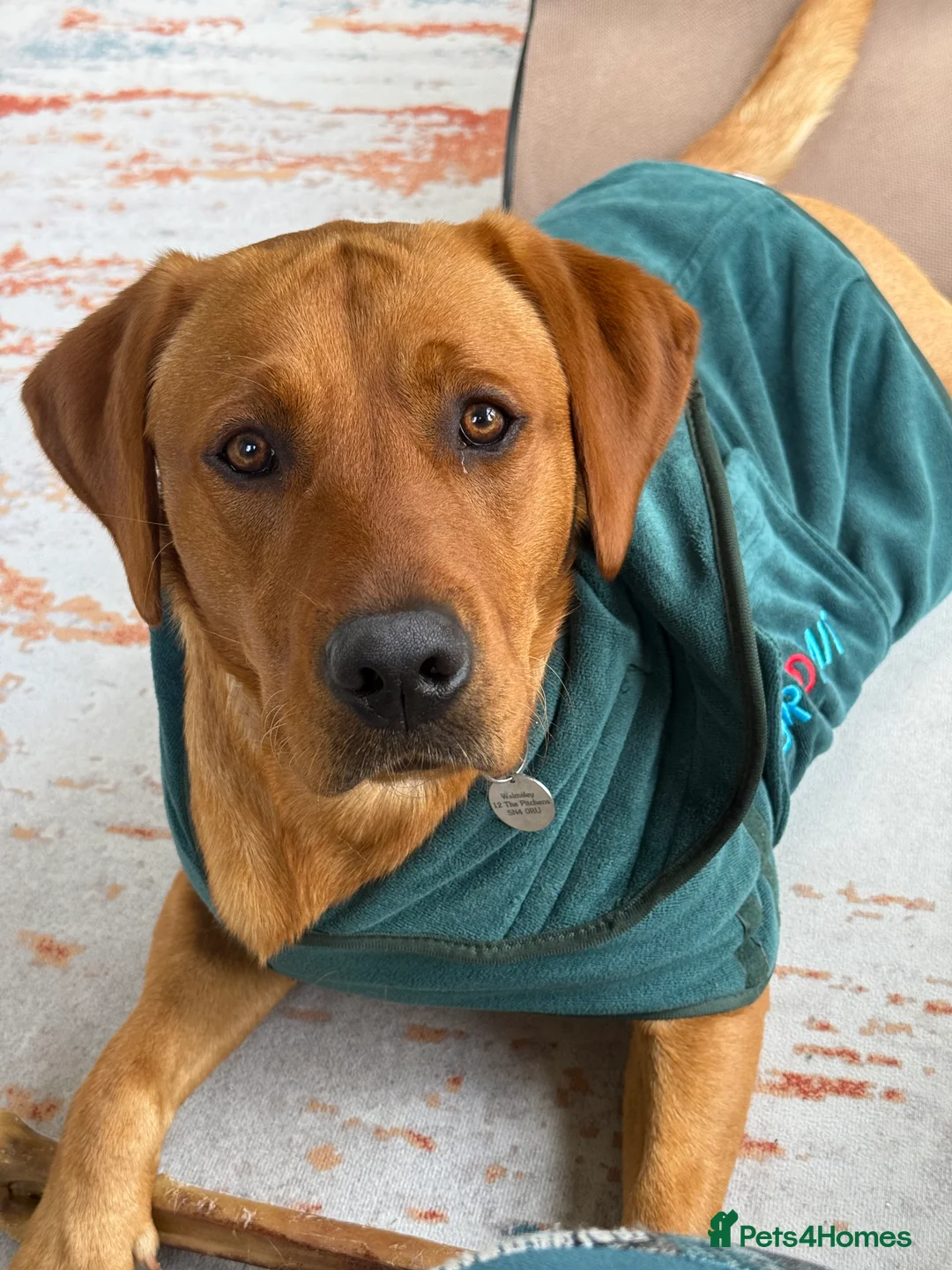 Labrador Retriever dogs for sale: Ex working Fox Red Labrador - Stanley - Advert 6