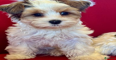 Yorkshire Terrier dogs Rare Blueberry Yorkshire terrier (tested parent) - Advert 1