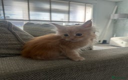 Maine Coon cats for sale: Ginger Maine coon kitten  - Image 1