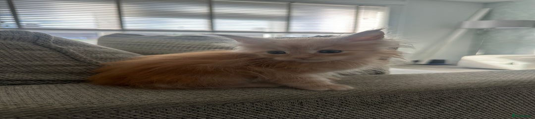 Maine Coon Kitten 2