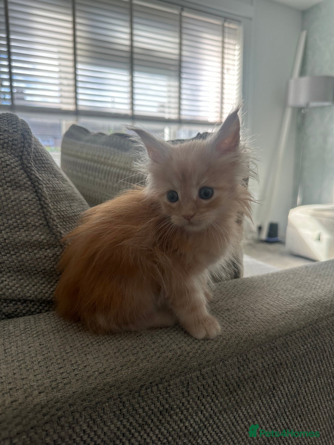 Maine Coon cats for sale: Ginger Maine coon kitten  - Image 1