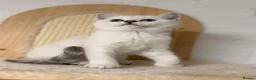 British Shorthair cats for sale: Beautiful kittens in Luton - Advert 17