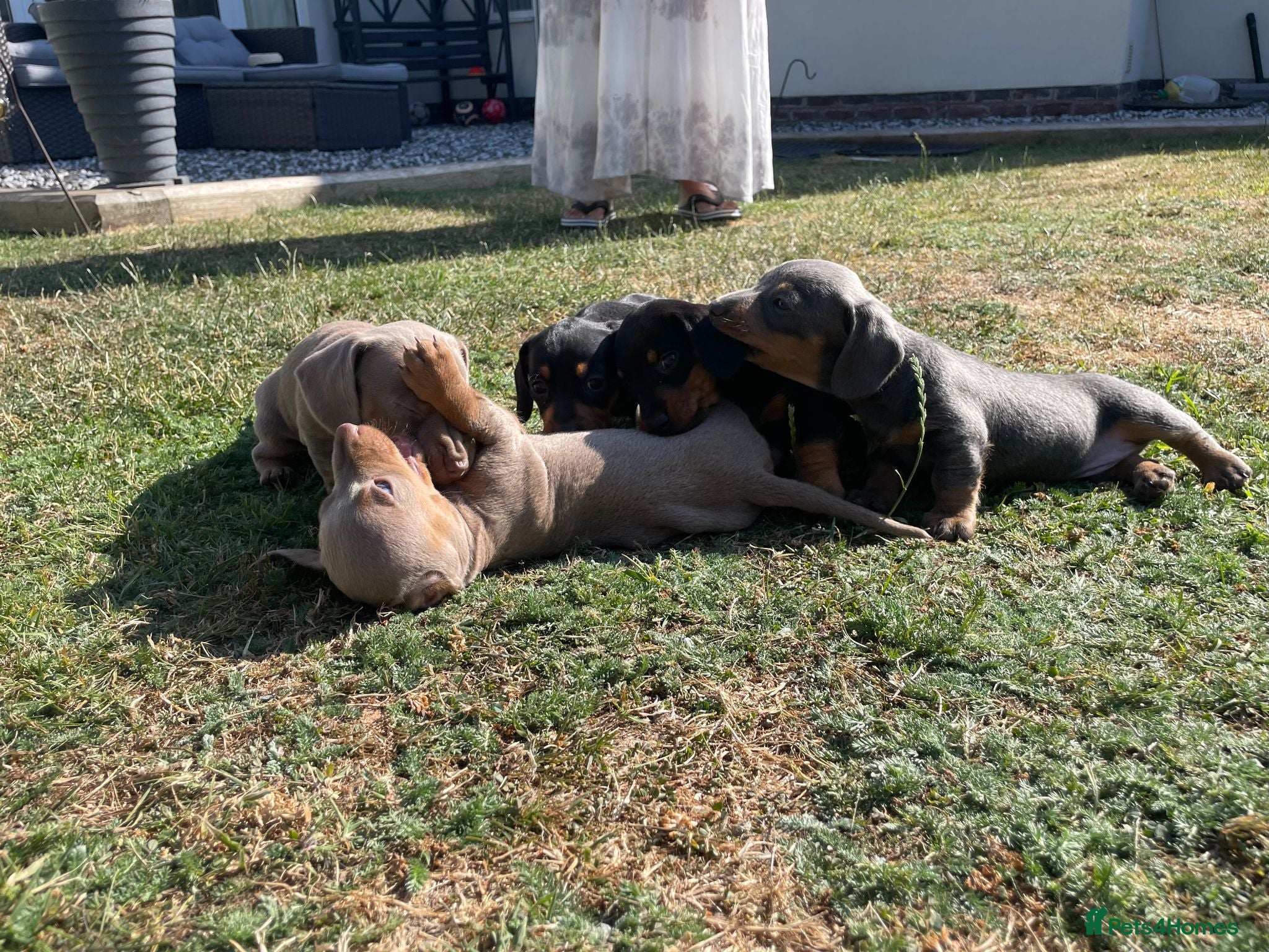 Miniature Dachshund dogs Miniature Dachshund Puppies - Stunning Litter - Advert 1