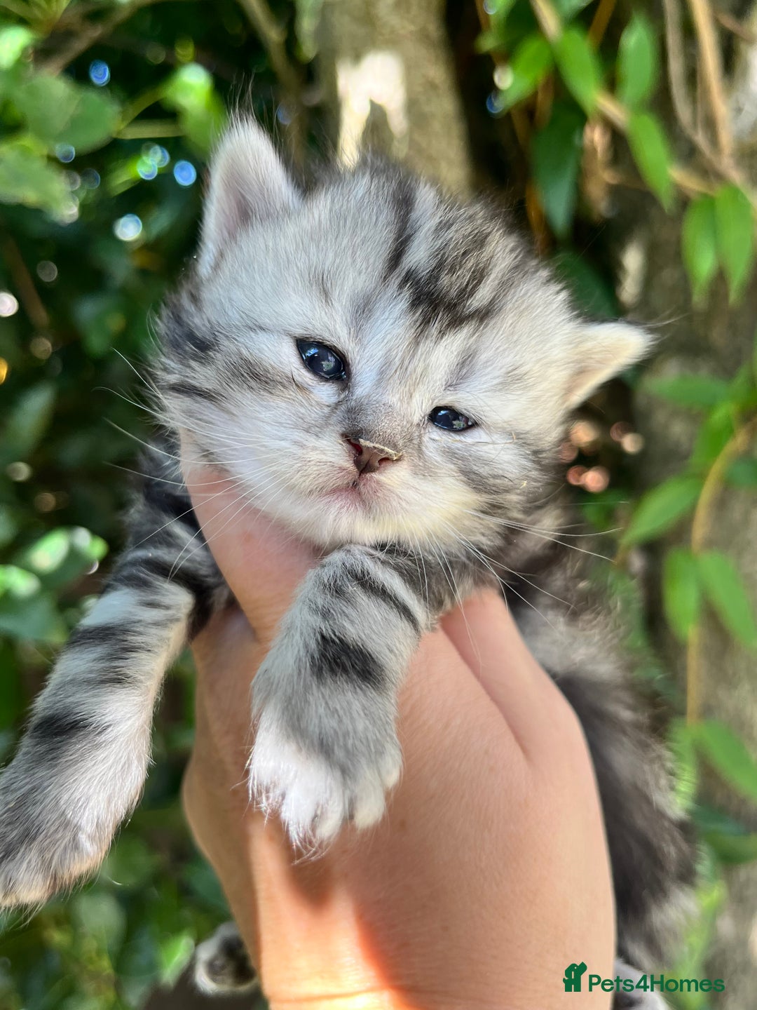 Maine Coon cats for sale: Maine coon kittens  - Image 3