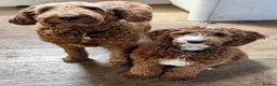 Irish Doodle dogs for sale: Mini Irish doodles - F1b - ready 15/10/26  - Advert 14