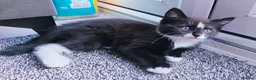 Mixed Breed cats for sale: Beautiful 9 Week Old Mixed Breed Kittens Ready Now - Advert 12