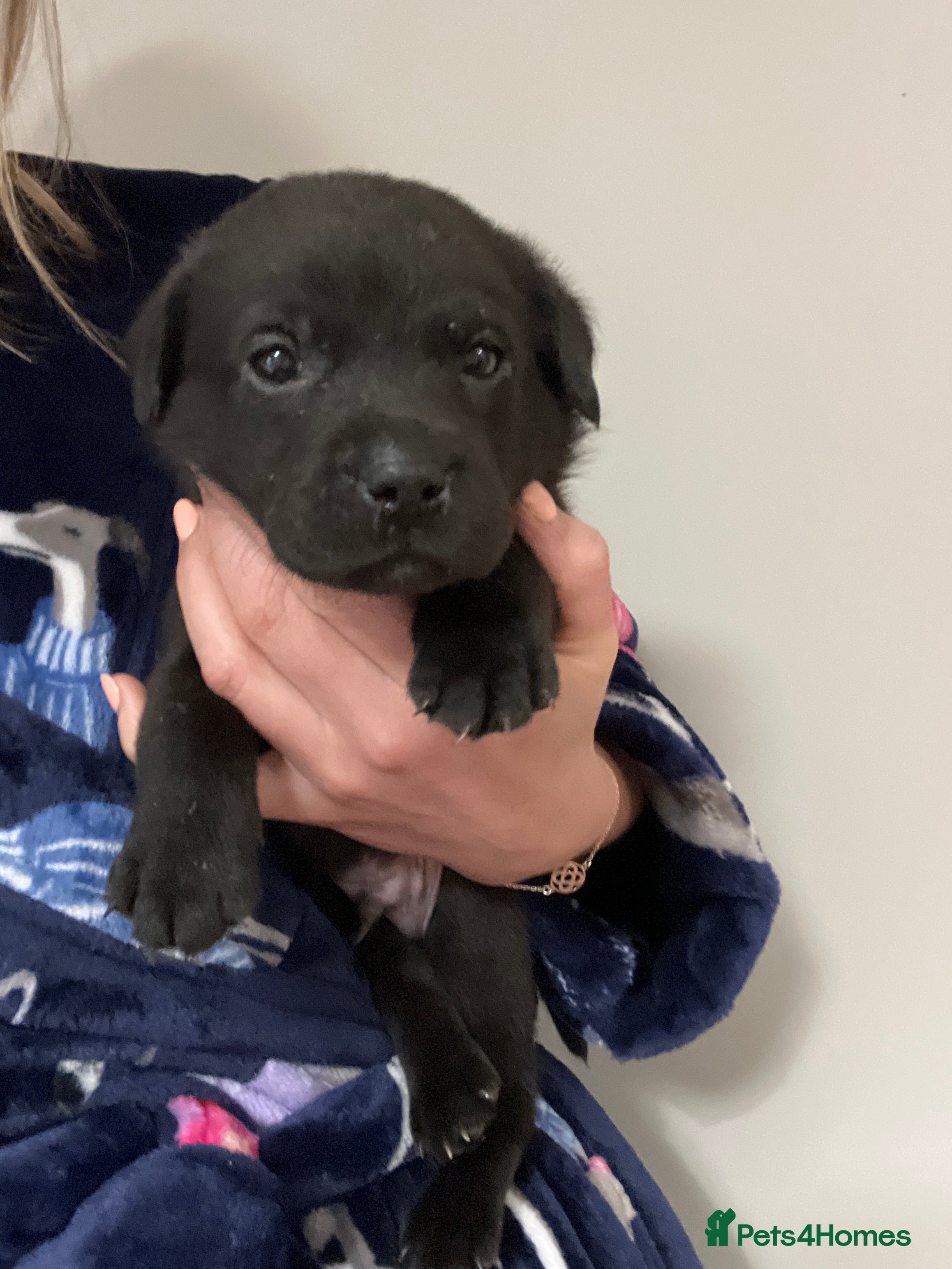 Labrador Retriever dogs for sale: Pedigree Labrador Pups  - Advert 2