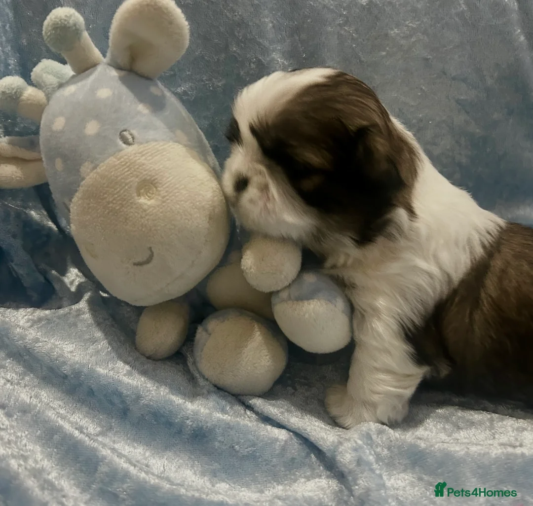 Shih Tzu dogs for sale: Little Shih Tzu boy  - Advert 1