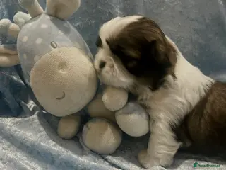 Shih Tzu dogs Little Shih Tzu boy - Advert 1