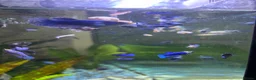 Bettas fish for sale: Mixed betta fish  - Advert 8