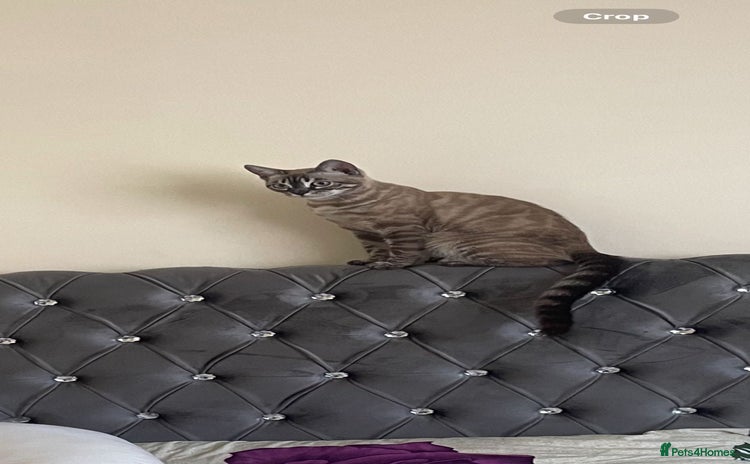 Bengal cats - Advert 10
