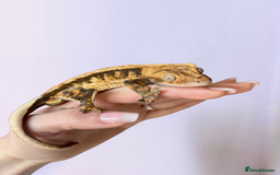 Gecko reptiles for sale: friendly Crested Gecko a rare changing colours! - Image 7