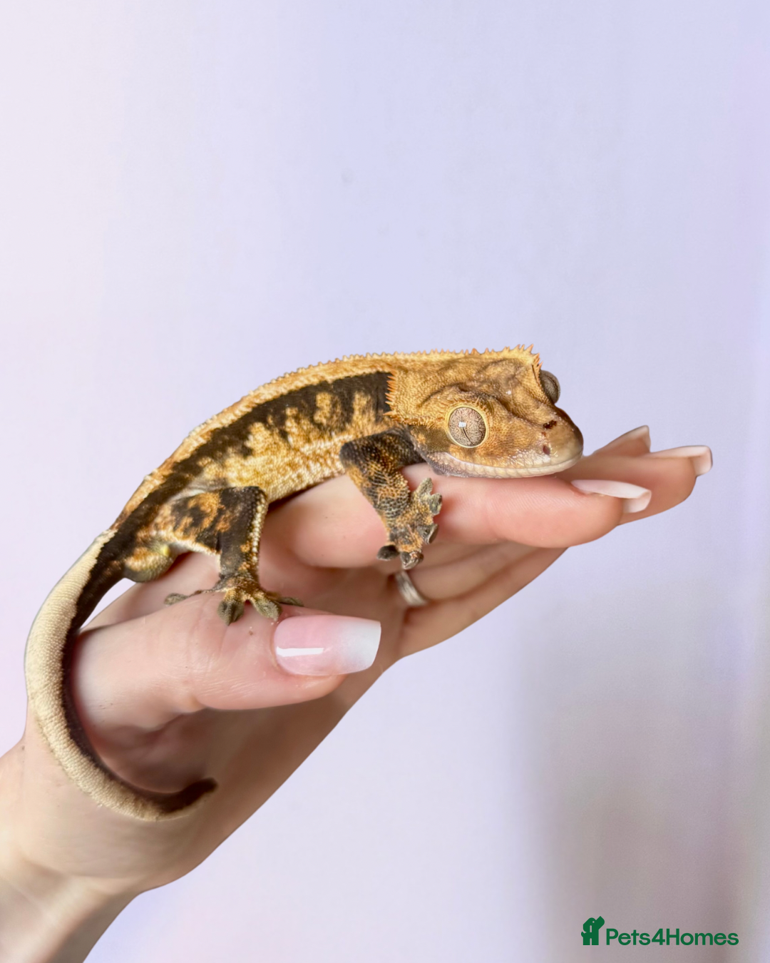 Gecko reptiles for sale: friendly Crested Gecko a rare changing colours! - Image 7