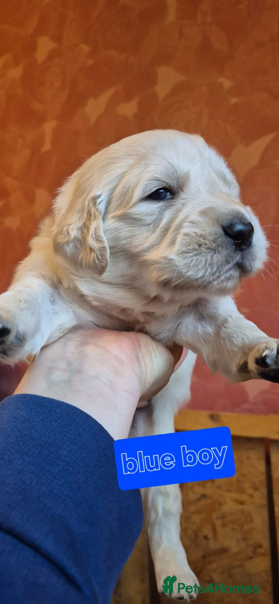 Golden Retriever dogs for sale: KC Registered Golden Retriever Glasgow  - Advert 3