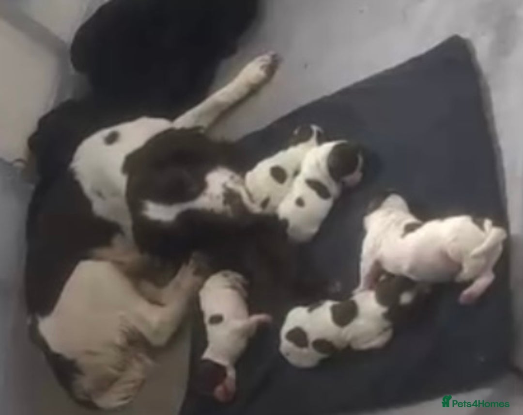 Cocker Spaniel dogs for sale: Working cocker spaniel puppies  - Advert 17