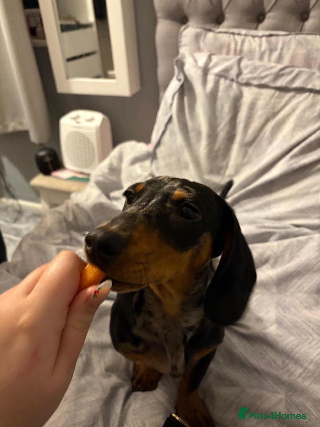 Miniature Dachshund dogs for sale: Miniature dachshund boy 💙 - Advert 4