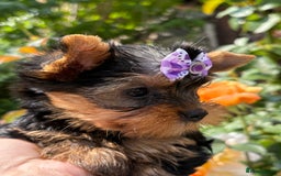 Yorkshire Terrier dogs for sale: Outstanding KC reg purebred Yorkshire terriers - Image 9