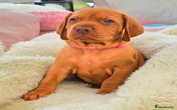 Hungarian Vizsla dogs for sale: Adorable vizsla puppies, exceptional pedigree - Image 9