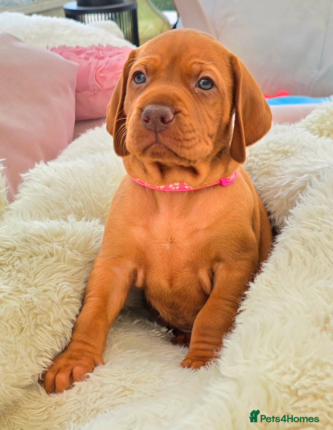 Hungarian Vizsla dogs for sale: Adorable vizsla puppies, exceptional pedigree - Image 9