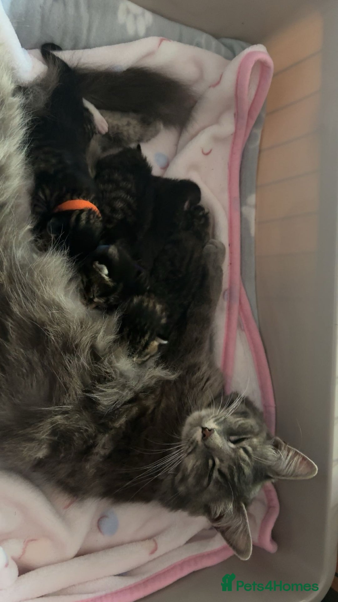 Mixed Breed cats for sale: Beautiful Tabby Kittens❤️ - Image 4