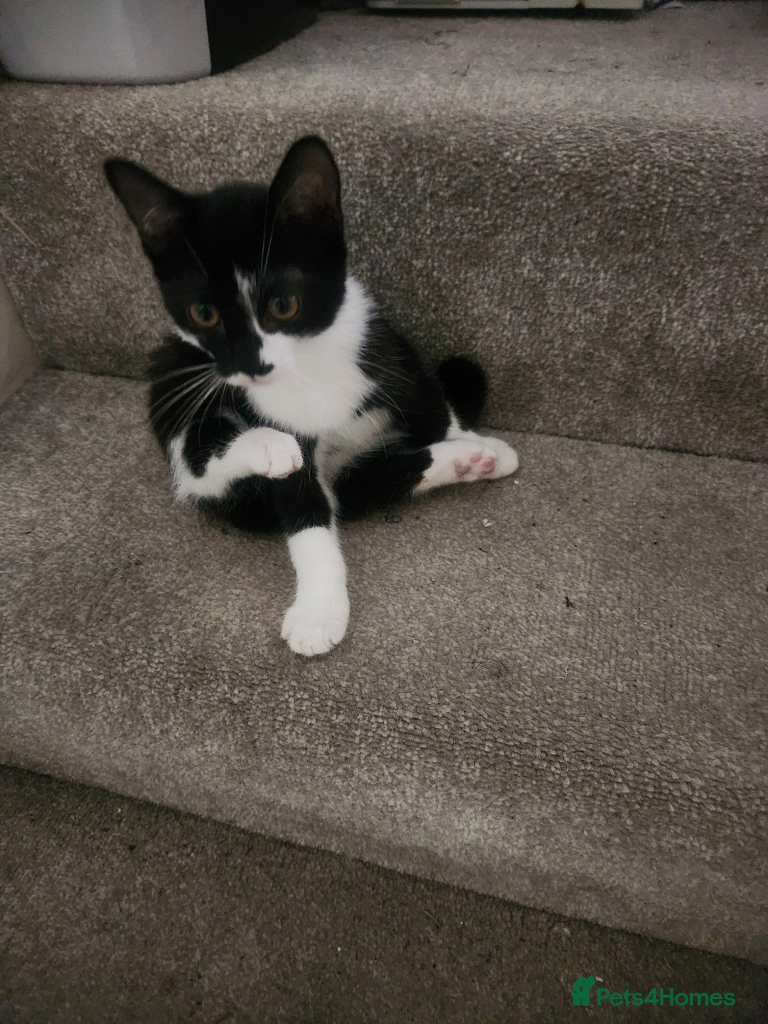 Mixed Breed cats for sale: Classic Tuxedo Kittens - Image 2
