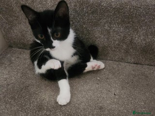 Mixed Breed cats - Advert 32