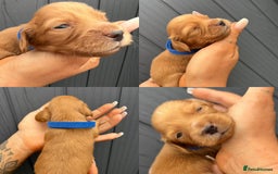 Miniature Dachshund dogs for sale: Beautiful Long Hair KC Reg miniature Dashunds  - Image 3