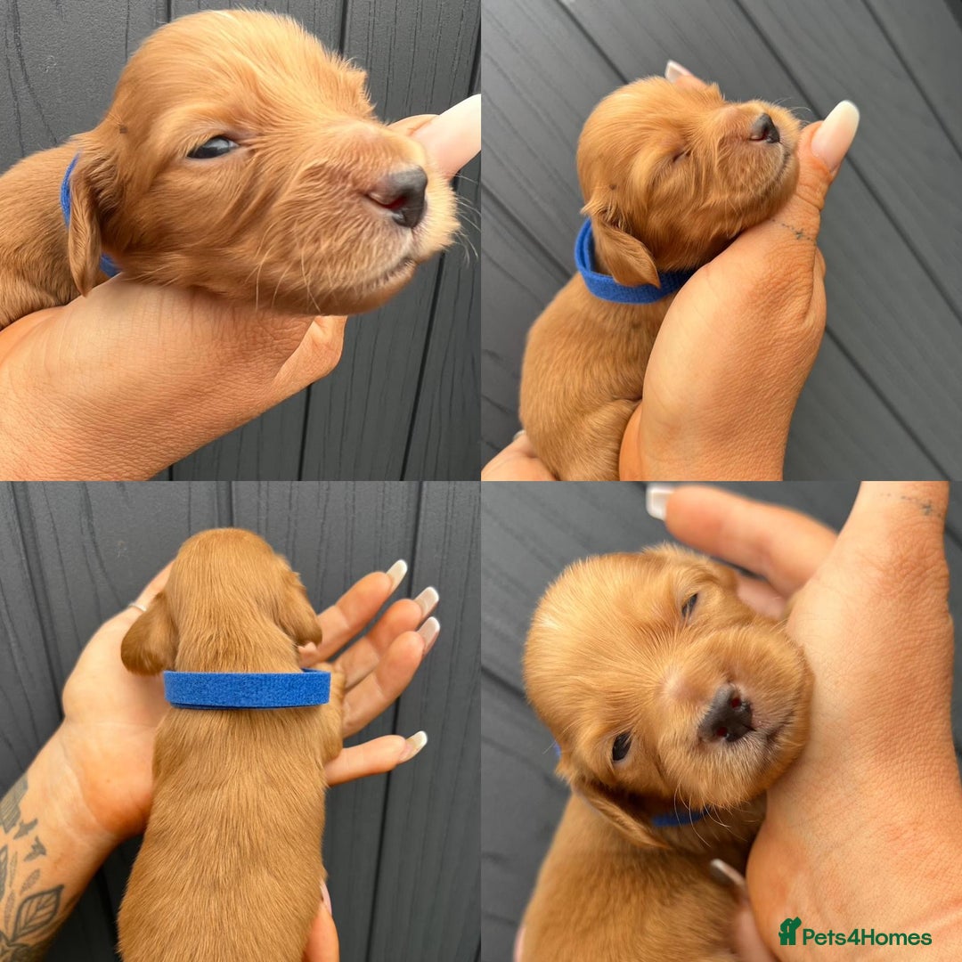 Miniature Dachshund dogs for sale: Beautiful Long Hair KC Reg miniature Dashunds  - Image 3