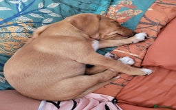 Mixed Breed dogs for sale: Beautiful bella - Image 5